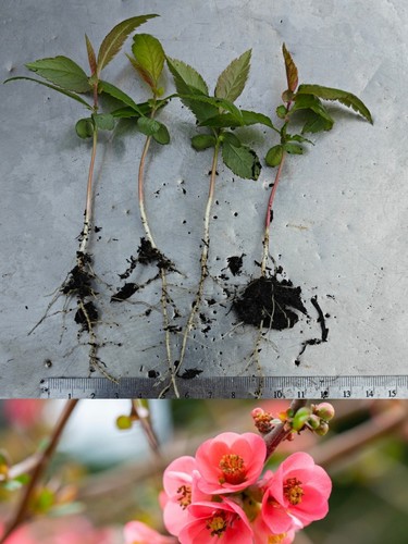Chaenomeles japonica - , x4