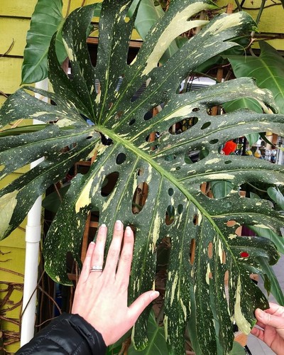 Variegated monstera deliciosa - monstera,