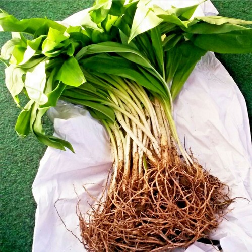 Wild garlic bulbs freshly - bulbs,