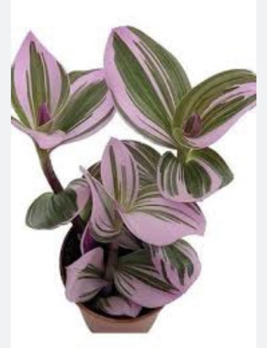 Rooted tradescantia nanouk - rooted,