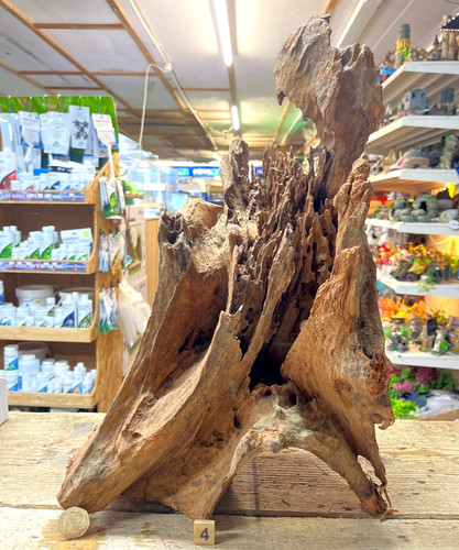 Large mangrove 68cm root - mangrove, 31-68cm