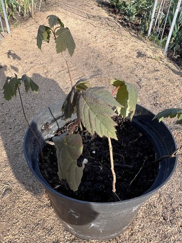 Sycamore tree seedlings - sycamore, 10-