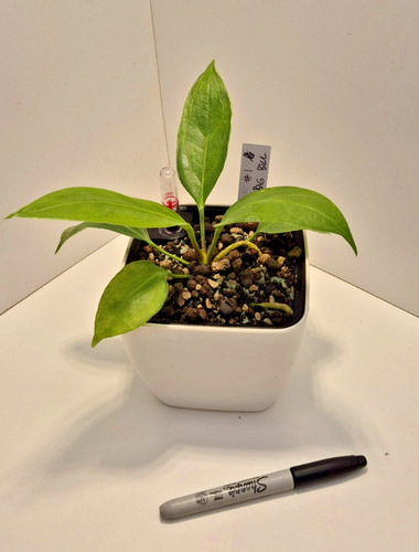 Anthurium big bill a - anthurium, (a