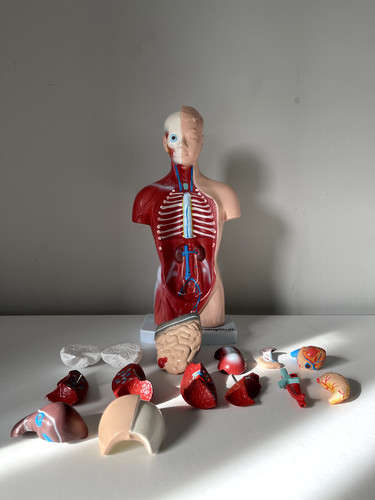 Anatomy stuff budget mini - stuff,