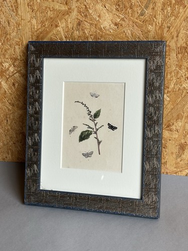 Decorative framed botanical - decorative, &