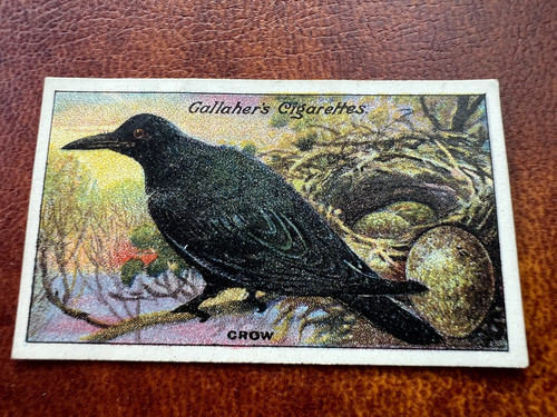 Gallaher birds nests eggs - -,