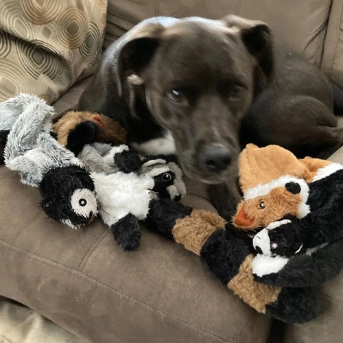 Stuffingless squeaky dog toy - stuffingless,