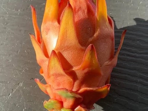 Orange dragon fruit hylocereus - orange,