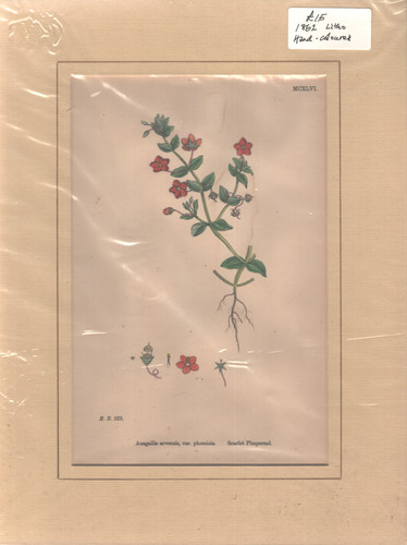 Floral antique prints - ,