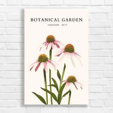 Botanical Garden Coneflowers