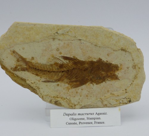 Fossil fish dapalis - fossil,