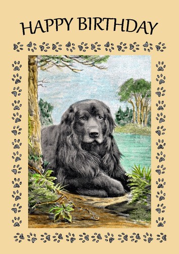 Newfoundland dog birthday card - dog,