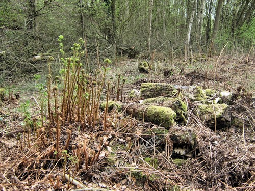 Photo 12x8 broad - 12x8, buckler-fern