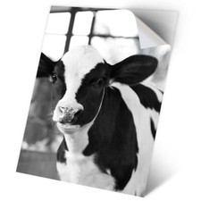 1 x Vinyl Sticker A2 - BW - Baby Calf Cow Farm Animal #35582