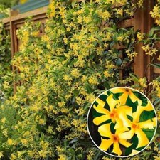 EVERGREEN & SCENTED Climbing Jasmine Yellow ‘ Star Of Toscana’ Fragrance 9cm Pot
