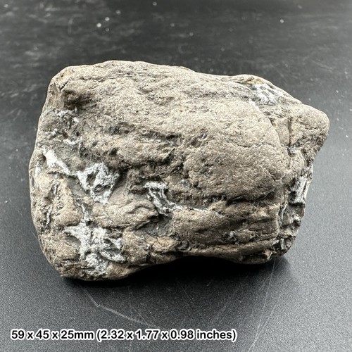 Ichthyosaur coprolite fossil - coprolite,