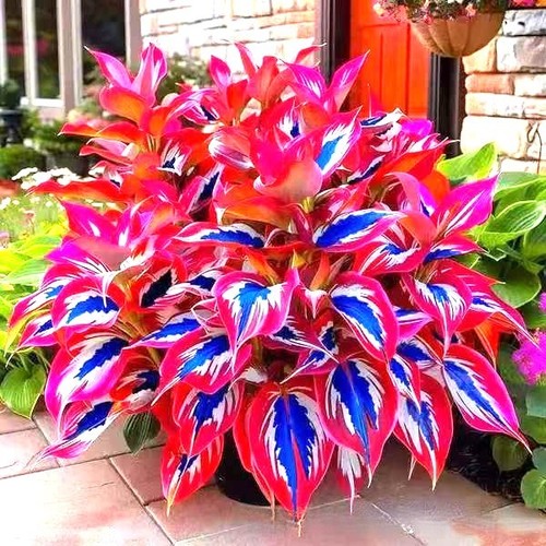 200 mixed colored hosta - 200,