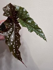 Begonia Black Forest Indoor