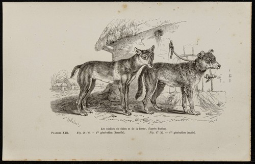 1867 dog and wolf puppies - dog,