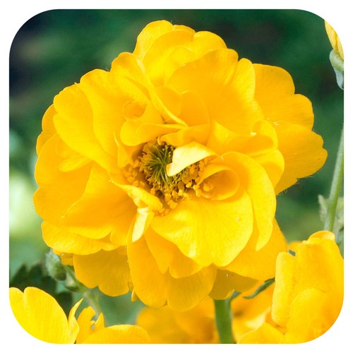 Geum lady stratheden yellow - 'lady, stratheden'