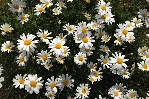 Eye daisy leucanthemum - x,