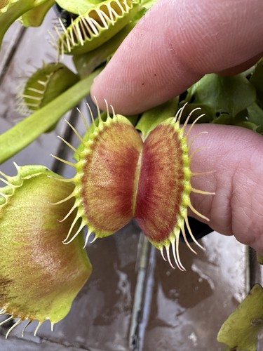 Venus flytrap dionaea - flytrap,