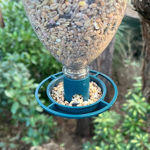 Bottle top bird - top, seed