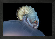 Paper Nautilus on Jelly Framed