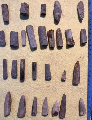 Fossil bundle belemnite - bundle,