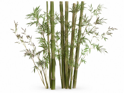 Giant moso bamboo seeds - giant,