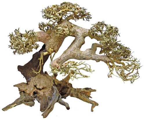Superfish bonsai tree - superfish,