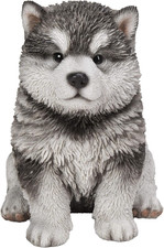 Gift Malamute Puppy Sitting