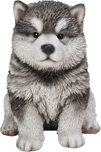 Gift malamute puppy - puppy, sitting