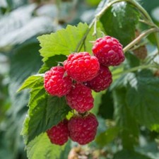 T&M Raspberry 'Glen Ample' Garden Fruit Hardy Perennial Shrub Bare Root Canes