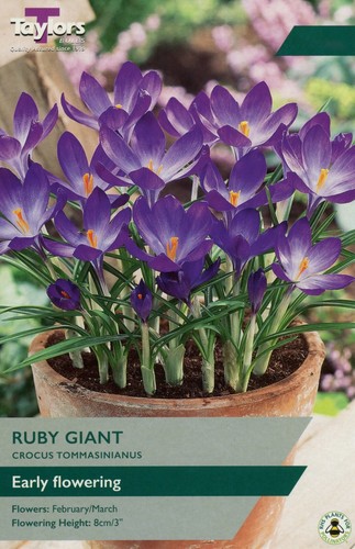 Crocus ruby giant - 'ruby, giant'.