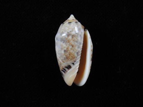 Sea shell oliva - oliva, mantichora