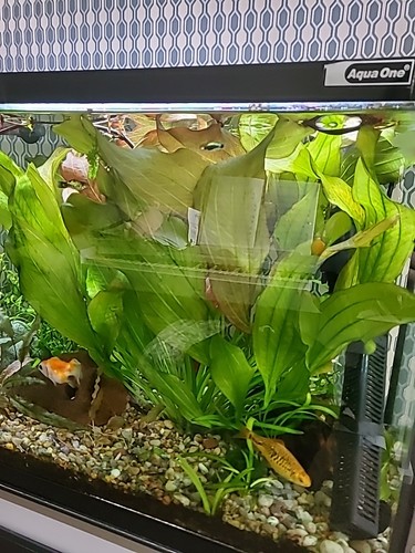 Echinodorus fancy twist live - twist',