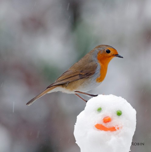 Robin snowman sound - a,