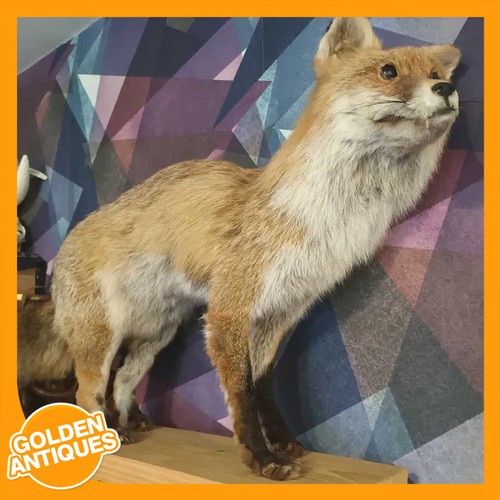 Full body red - full, fox