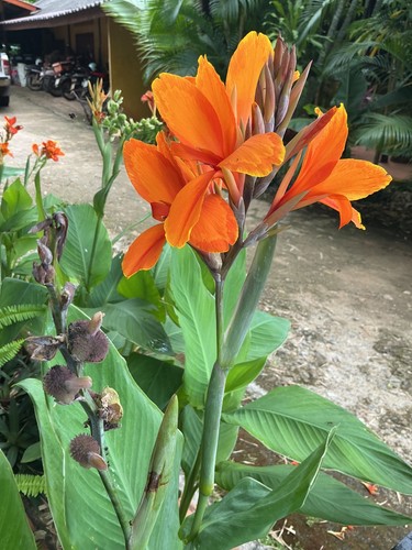 Canna som seeds - 5,