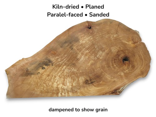 Natural alder tree - natural, root