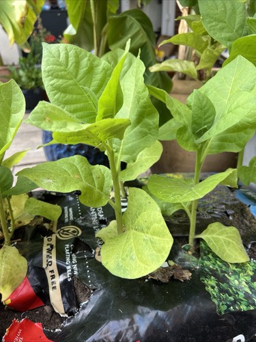 Organic golden virgina tobacco - organic,