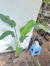 STRELITZIA NICOLAI ,BIRDS OF