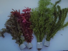 20 BUNCHED CERAMIC RINGED