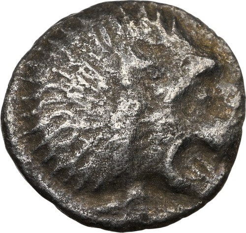 Cilicia bactria lion boar - m,