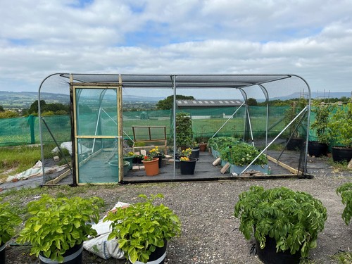 Fruit cage veg walk - fruit,