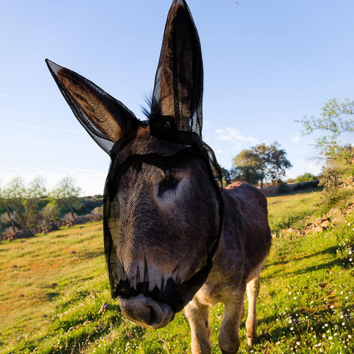 Pcs mini donkey - 1, mask