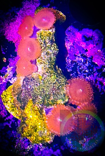 Saf people eater zoanthid - saf~people,