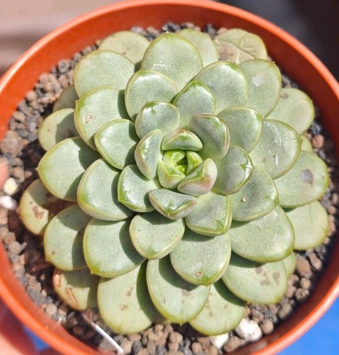 Graptoveria amethorum - graptoveria, (large)