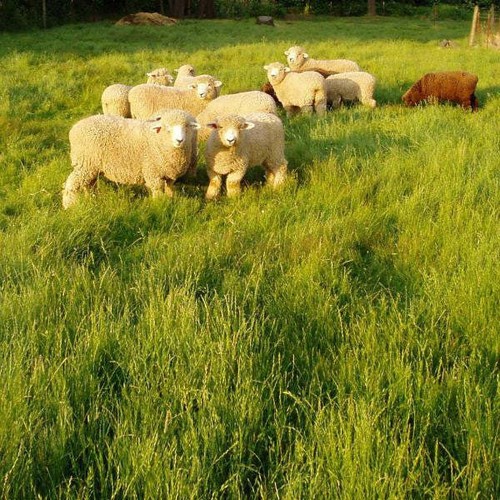 Potomac orchard grass - , seed
